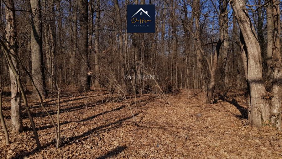 3 Ha Pădurea Băneasa ZOO - Pipera - Schimb sau RATE - 6