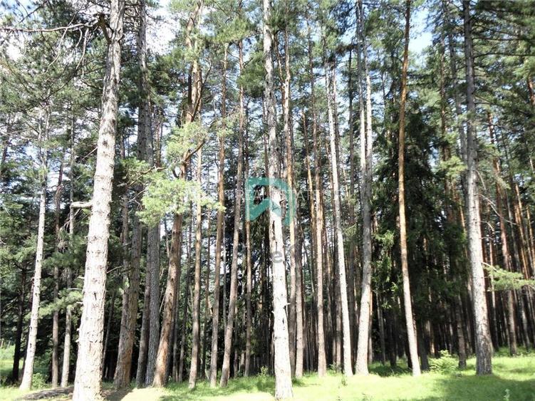 Teren Poiana Angelescu, Sacele, Brasov - 16