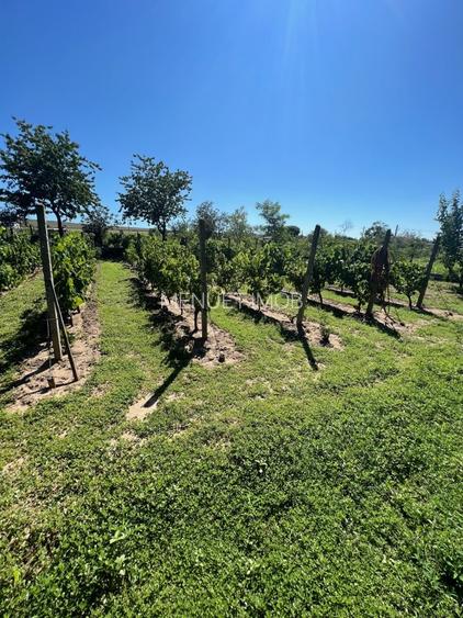 Gospodarie cu Livada, 2900mp, Com Izvoarele - 13