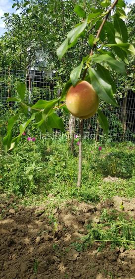 Vanzare Casa si teren Bacau, Zona Izvoare - 5