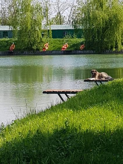 Teren privat cu amenajari ptr evenimente,cazare și pescuit sportiv.
