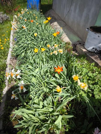 Teren cu cabana de vanzare - 10