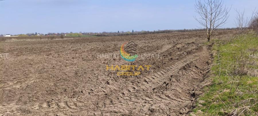 Teren extravilan – 10.000 mp, acces DN4 Frumușani, Comision 0 - 3