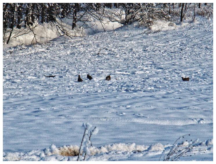 Comunitate verde în mijlocul naturii. Teren langa Frumușani. 12 libere - 9