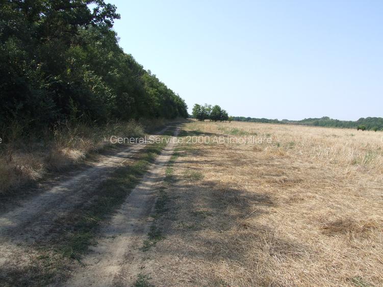 Clinceni-Ordoreanu-padure loturi  733mp - 7
