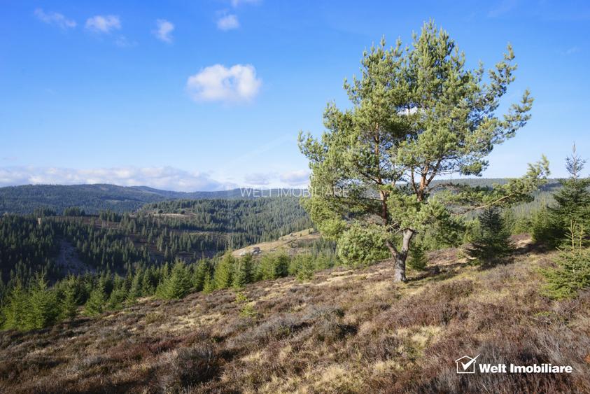 Se vinde teren cat un munte in Apuseni - Poiana Horea - 2