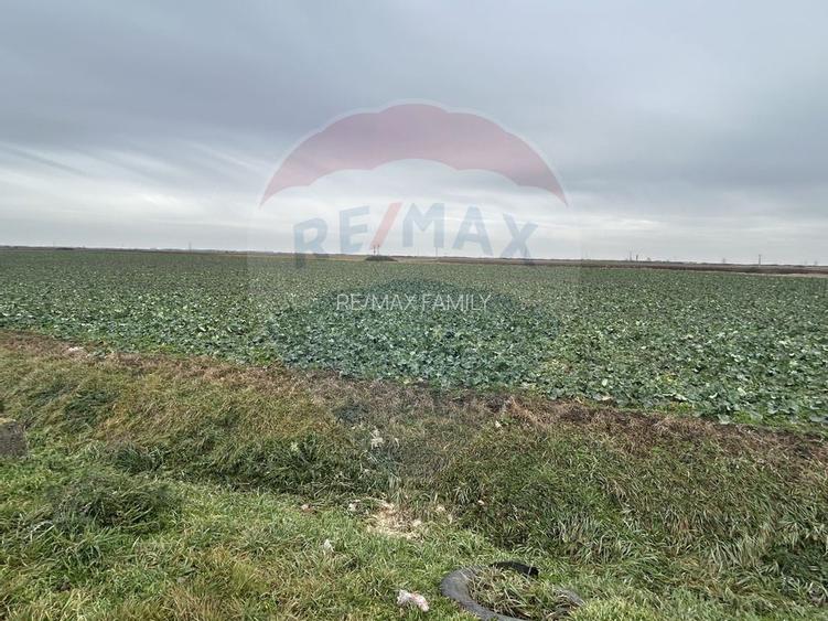 Teren intravilan 80500mp. aproape de nodul rutier de pe DX Oradea-Arad - 4