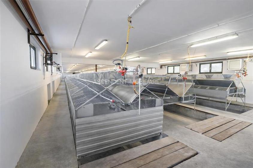 FILM! Ferma de iepuri,Malnas,Covasna: domeniu:comercial/industrial,asset UE - 2