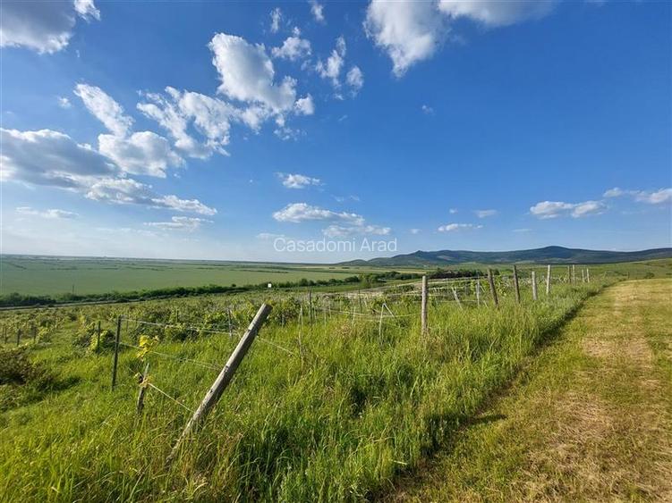 PRET REDUS!!! Proprietate viticola ecologica in zona Siria - 4