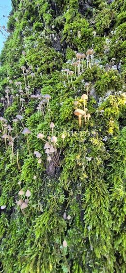 Casă nouă 3 camere 2 băi Parc Natural Comana Vlad Țepeș proprietar - 10