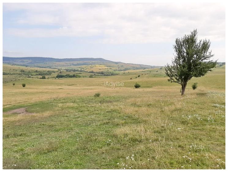 Teren Sercaia  250 ha - 7