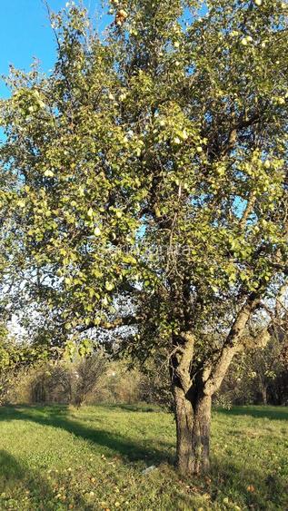 Teren intravilan în sat Făget, com. Drajna, Prahova - 10