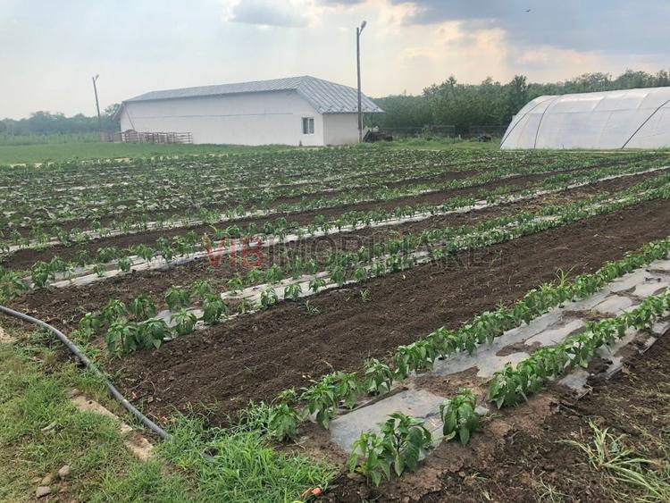 Fermă de vânzare 3 ha ,Exploatație agricolă și zootehnică