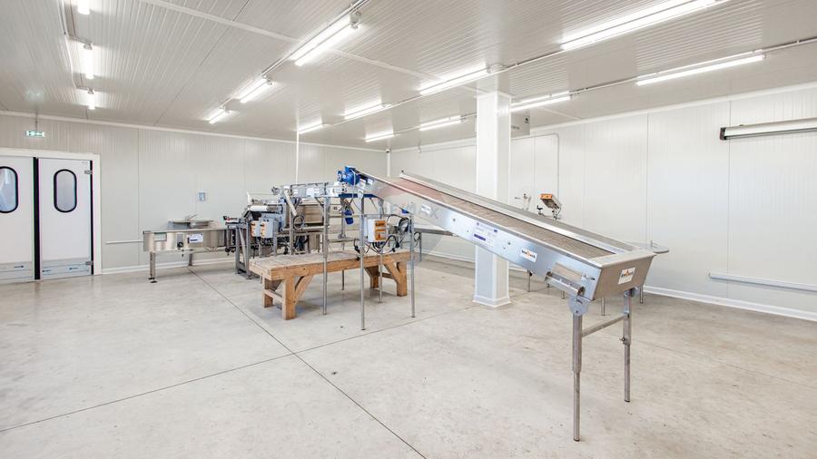 BUSINESS DE VANZARE Plantatie de afin din Romania
