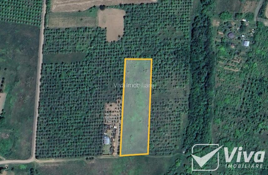 Teren 5300 mp Intravilan in Goruni – Tomesti - 4