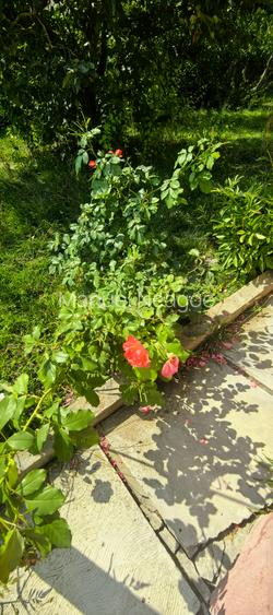 Casa Breaza , zona centrala , 500mp teren drept ,toate utilitatile - 22