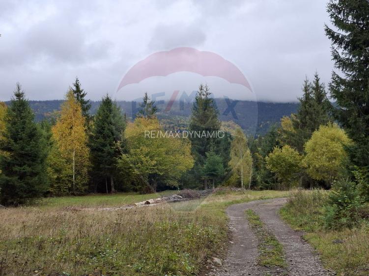 Vânzare teren extravilan, 4 ha pădure, zona turistică Liban, Harghita - 6