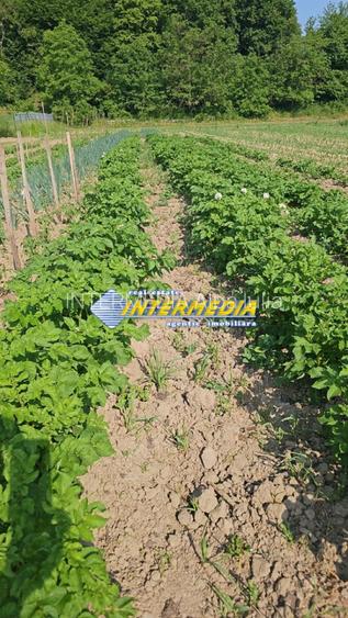 Teren intravilan 1000 mp in Ampoita cu apa si curent in fata - 2