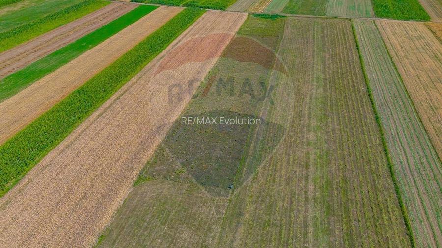 TEREN extravilan- 6 E/MP- CU PLANTATIE DE TRANDAFIRI! Teliu 7000mp - 5