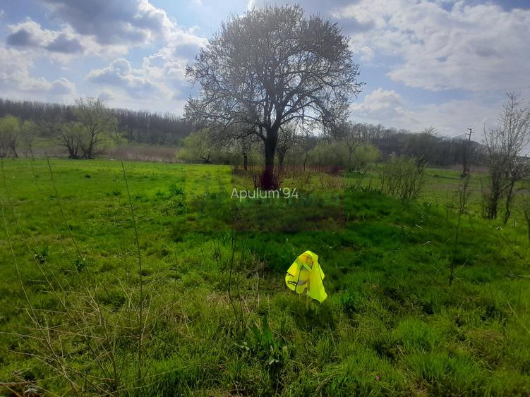 DE VANZARE TEREN 3400 MP IN SAT PODU ILFOVAT / COM BUTURUGENI (GR) - 17