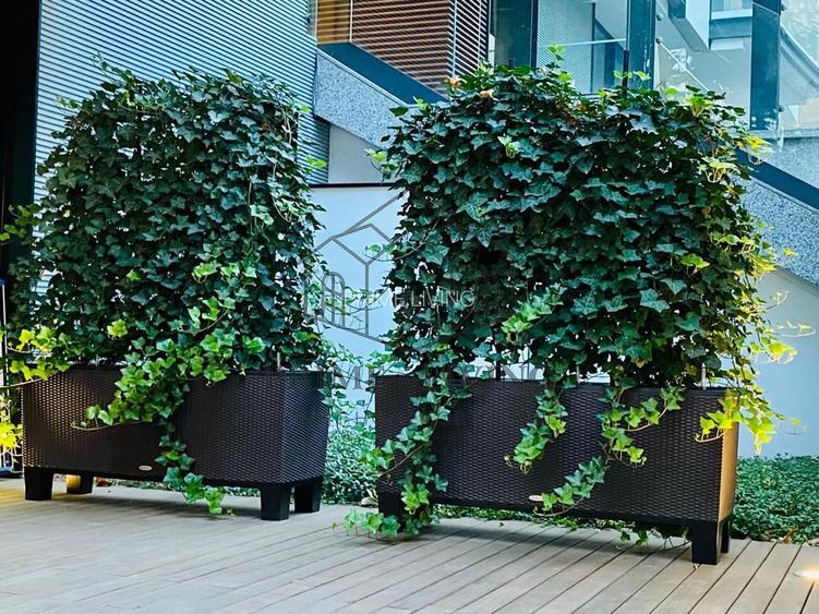 INCHIRIERE DUPLEX CU 2DORMITOARE+BIROU SI GRADINA IN CHARLES DE GAULLE - 26