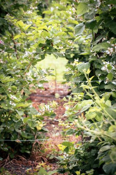 Viseaza, construieste, culege: Livada Paradisului - De Vanzare - 17