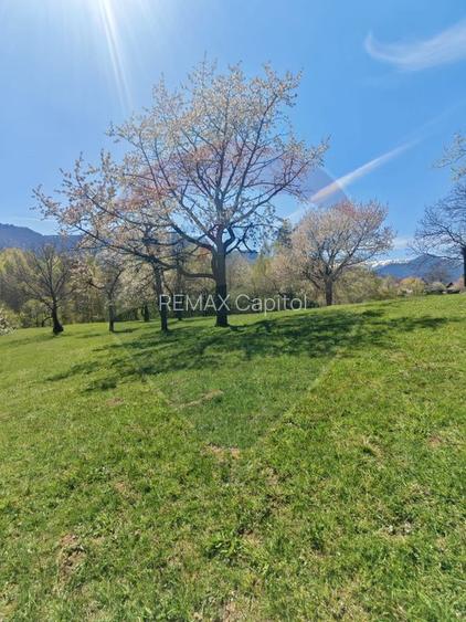 Teren 9735 mp Bran- Predelut / Strada Pe Tarina nr. 70A - 13