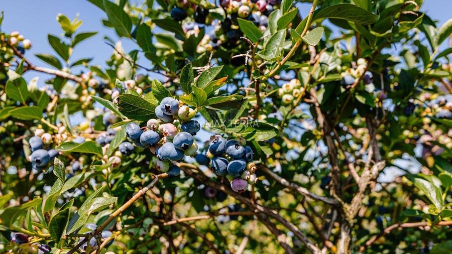 BUSINESS DE VANZARE Plantatie de afin din Romania - 19