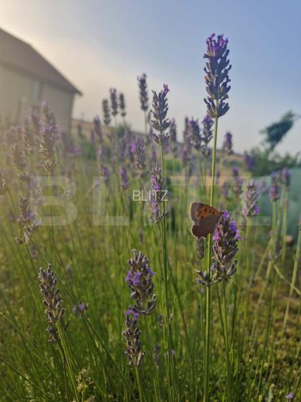 Teren intravilan de vanzare, 951 mp, Bucovat, sat Sarbatoarea - 6