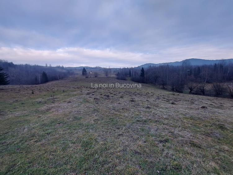 Vindem 53360 mp Bucovina - Vama - 4