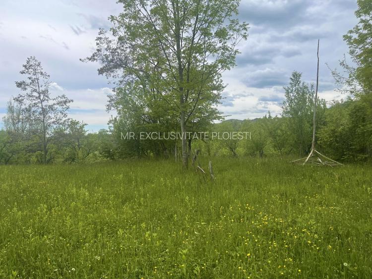 Teren intravilan Sotrile 6762 mp – Investitie, camping, agroturism - 5