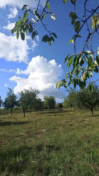 Tren si casa de vacanta in Panticeu - 2