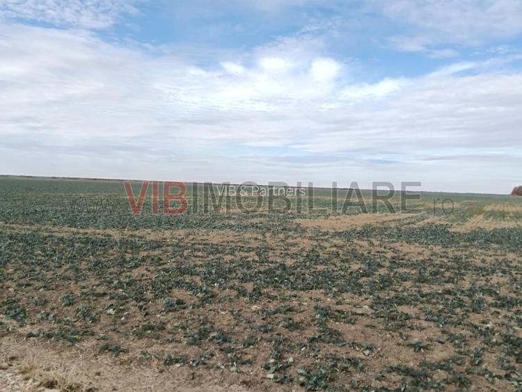 Ferma Agricolă 1.350 Hectare – Grad de Comasare 96–97%, Chișineu Criș, Județul A - 5