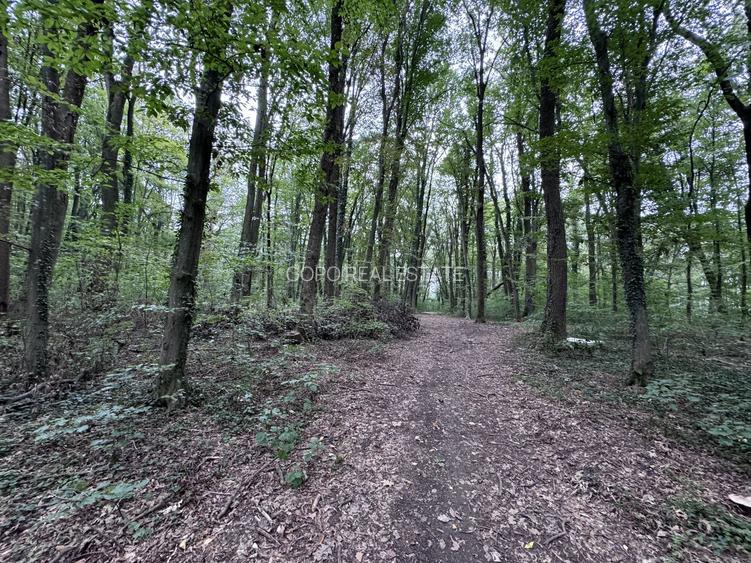 46644 mp teren in Padurea Baneasa proiect exclusivist - 6