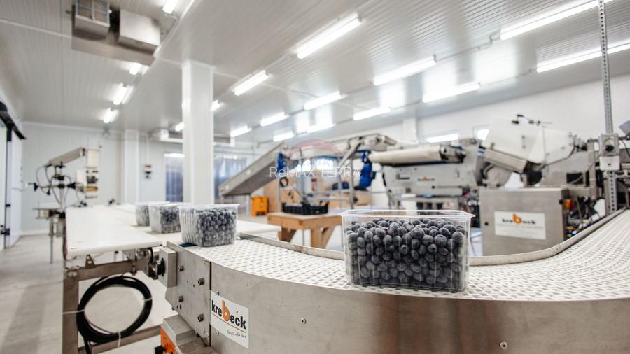 BUSINESS DE VANZARE Plantatie de afin din Romania - 3