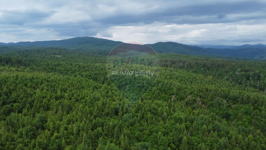 Teren de vanzare 8119 mp Calatele Padure.Muntii Apuseni - 6