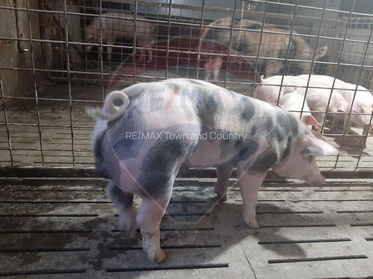 Afacere la cheie în creșterea porcinelor – Rona de Jos - 2