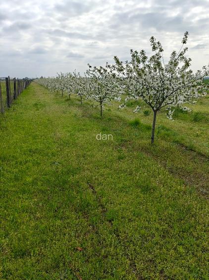 VAND LIVADA  400 VISINI PE ROD - 2