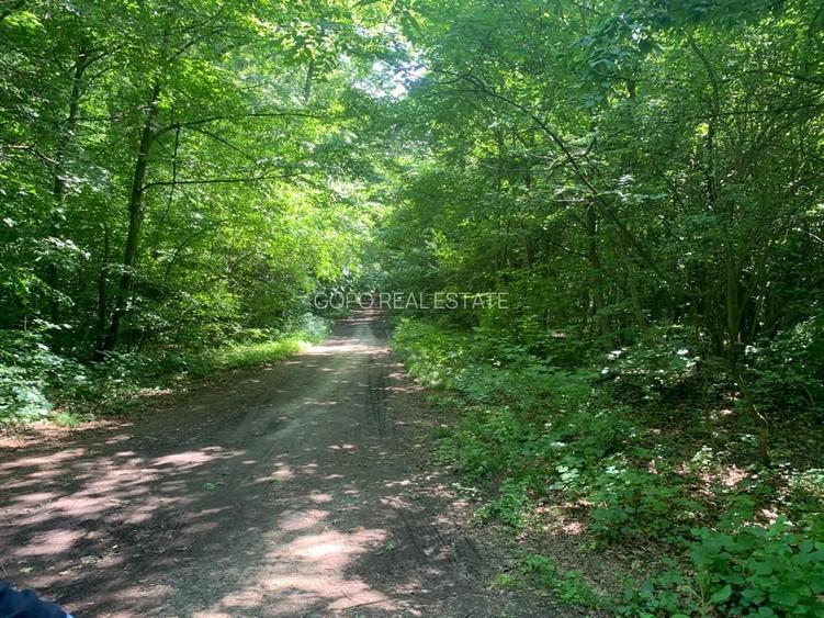 46644 mp teren in Padurea Baneasa proiect exclusivist - 11