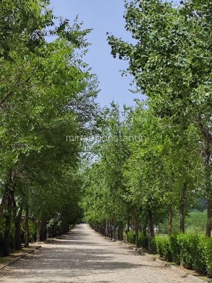 Loturi constructie intre 80-95 Euro/mp - Afumati, Strada Padurii - 6