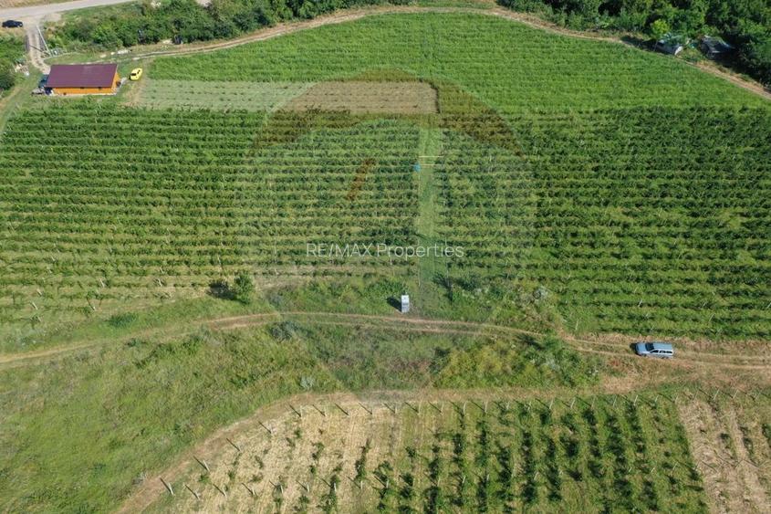 Oportunitate de investitie - Teren de vanzare I 4 ha I certificat ECO - 3