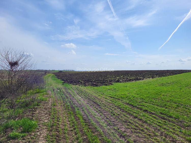VANZARE TEREN PRUNDU INTRAVILAN AGRICOL GIURGIU POTENTIAL - 6