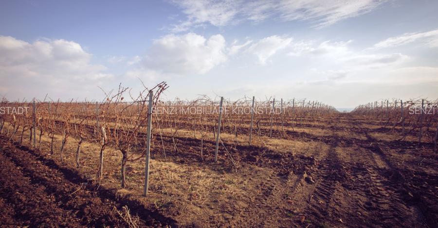 Podgorie de vita-de-vie nobila cu conac boieresc - 10