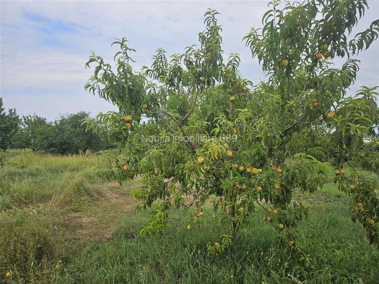 TEREN DE VANZARE INTRAVILAN IN ZONA INDUSTRIALA 10000 mp Onesti - 9