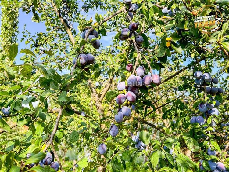 FILM! Casa cu teren generos,vedere pitoreasca, Sancraiu,  aproape de Sfantu Gheo - 20