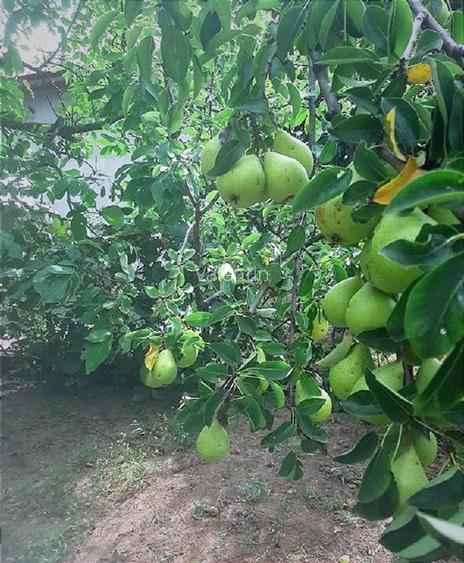 Casă 200mp + teren 2745mp la 30km Bucuresti - preț ajustat pentru vânzare rapidă - 14