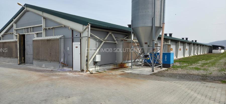 Ferma pasari- curci - 10