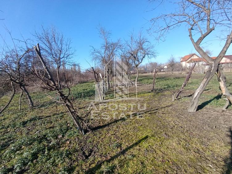 Casa individuala cu teren generos 2158mp, front 12m, livada, Freidorf - 6