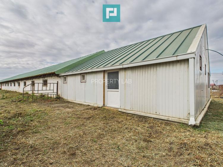 Hală pentru producție / fermă zootehnică  - Variaș - 14