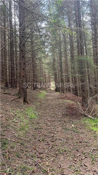 Teren 1400mp intravilan padure in statiunea Paltinis -zona statia Meteorologica - 7